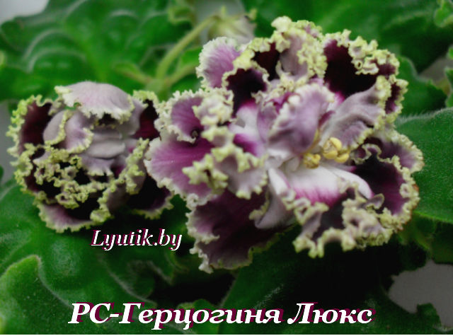 SDC13571.JPG