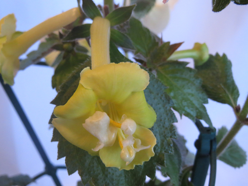 Yellow English Rose.jpg