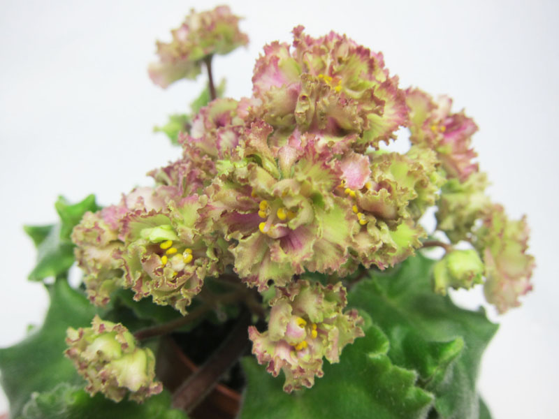 Allegro Pink Pistachio