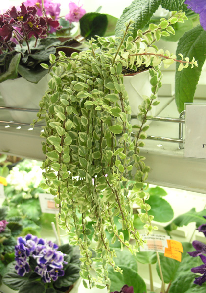 КолумнеяAllenii Morton cv. 'Variegaya' из коллекции И. Ротовой
