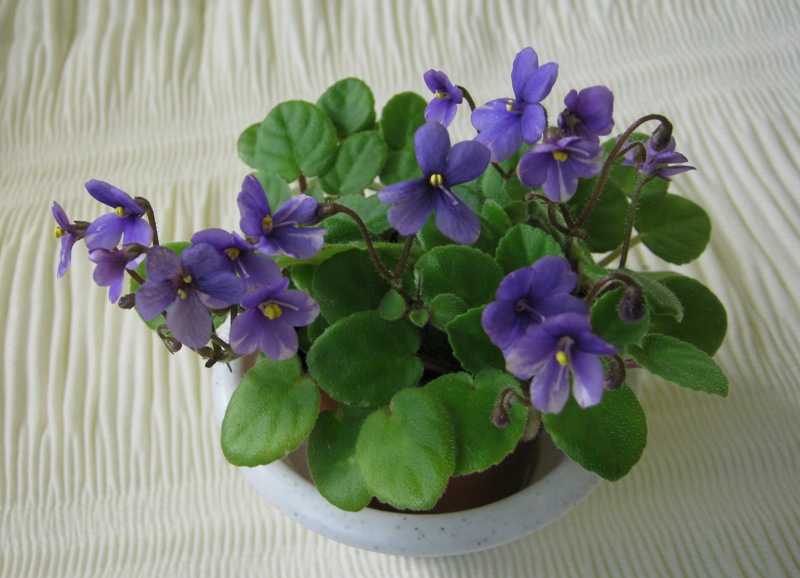 Pixi Blue.JPG