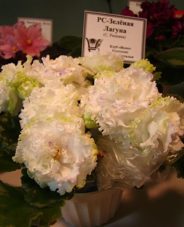 DSC04612.JPG