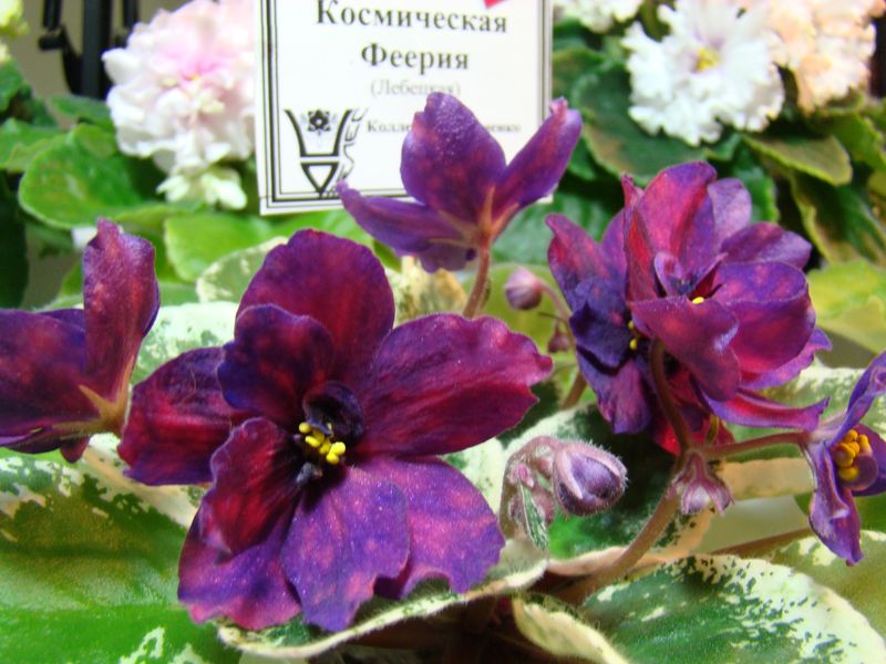DSC04654.JPG