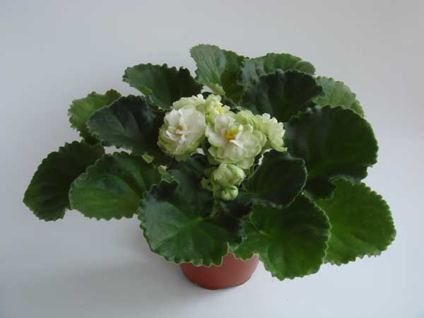 Spring-Rose.jpg