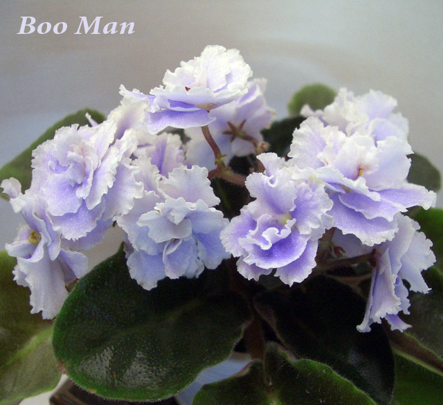 Boo Man.JPG