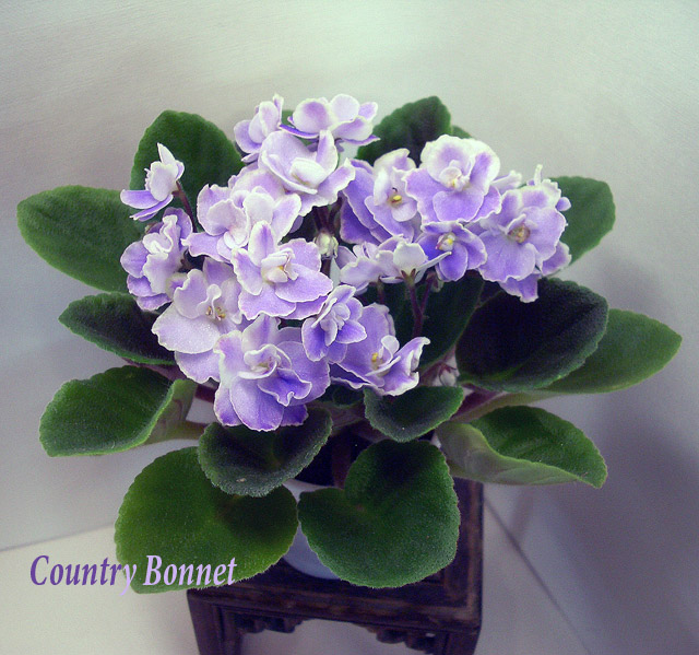 Country Bonnet.jpg