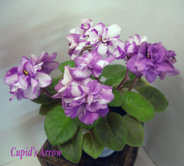 Cupid's Arrow.JPG