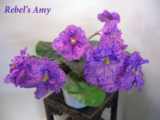 Rebel's Amy.JPG