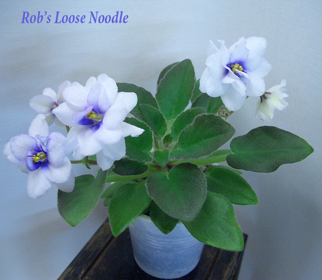 Rob's Loose Noodle.JPG