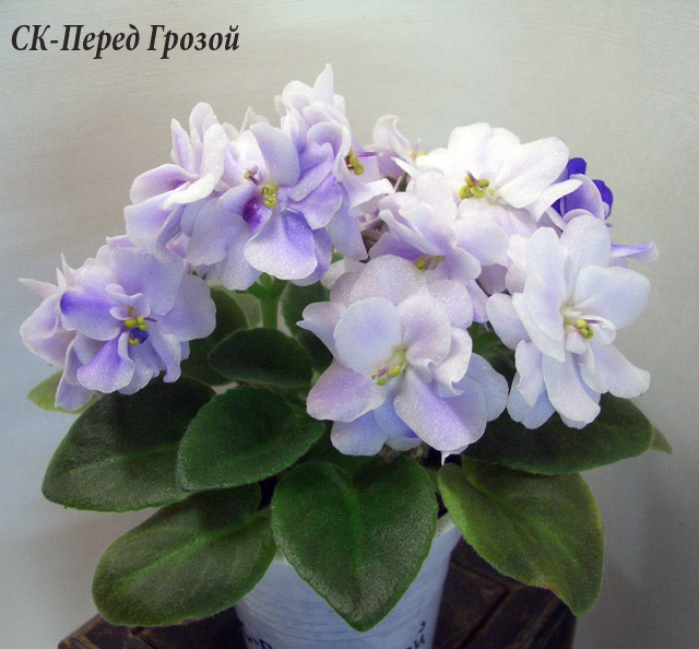 СК-Перед Грозой.JPG