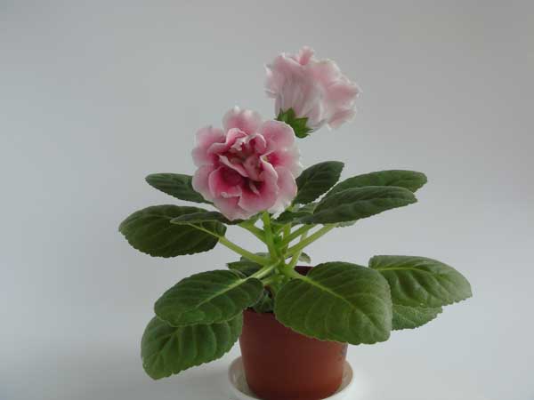 Silvana-Pink.jpg