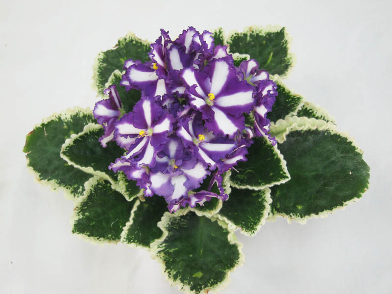 Victorian Ribbons (S.Sorano) (колл. И.Хромова)