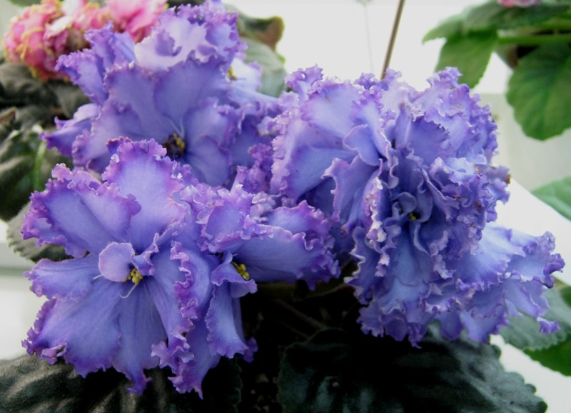 Карпова Blue Dragon.JPG
