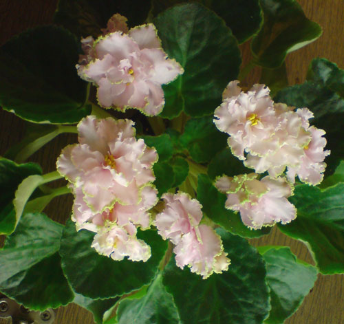 DSC00278.jpg