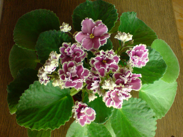 DSC00265.jpg