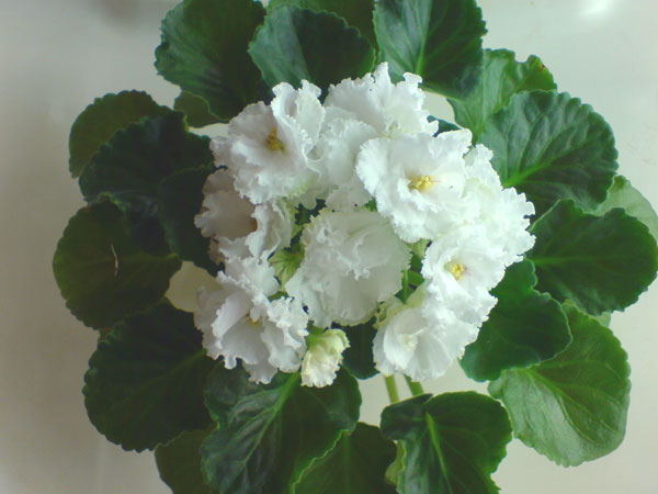 DSC00270.jpg