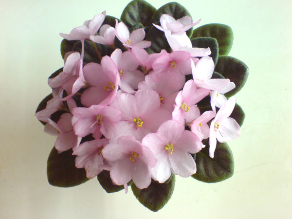 DSC00250.jpg