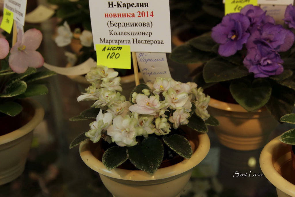 Н-Карелия - новинка 2014 (кол. Нестерова Маргарита)