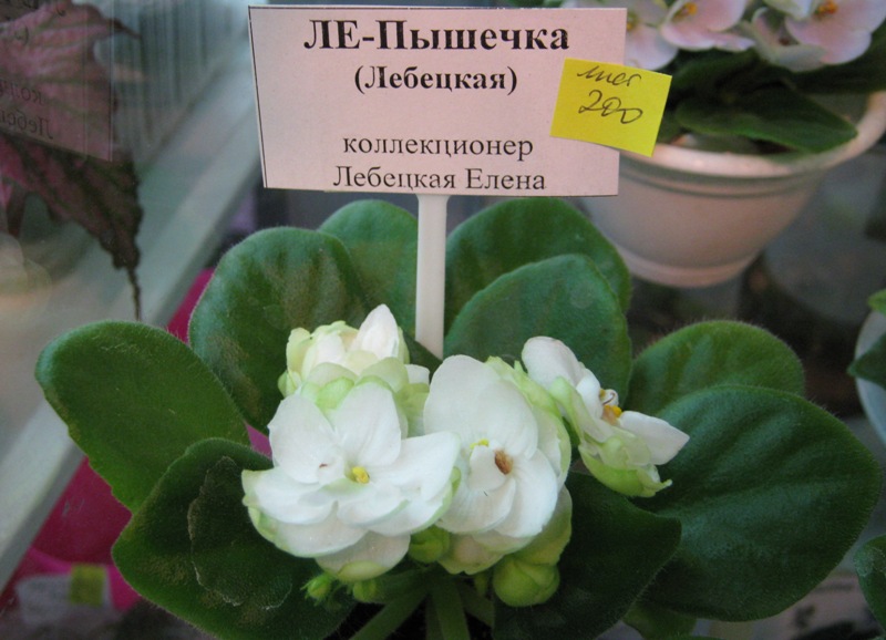 IMG_6887.JPG
