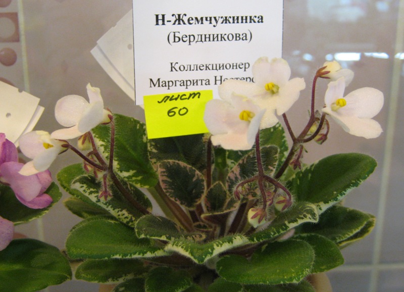 IMG_6909.JPG