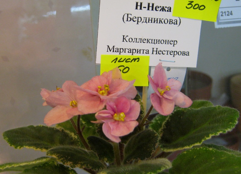 IMG_6911.JPG