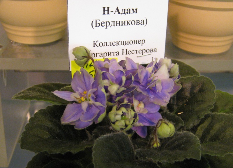 IMG_6919.JPG
