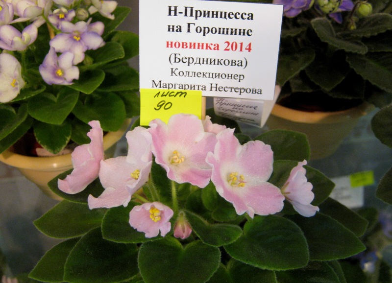 IMG_6917.JPG
