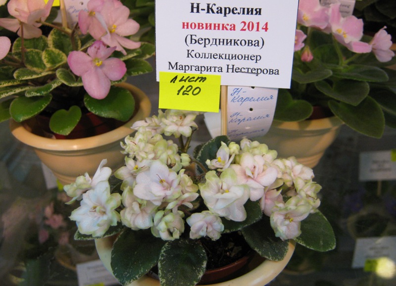 IMG_6916.JPG