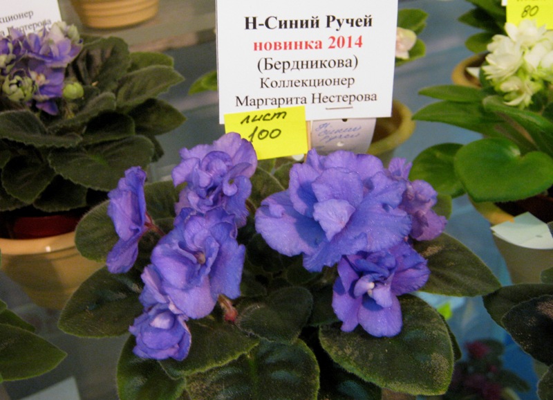IMG_6921.JPG