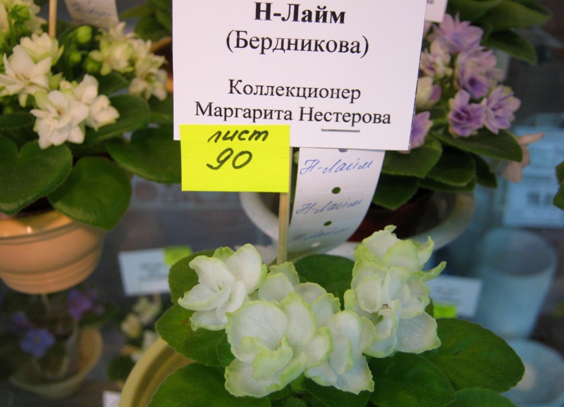 IMG_6929.JPG