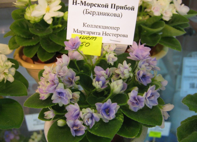 IMG_6927.JPG