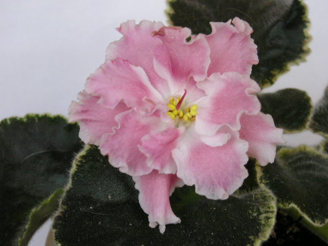 P1010029.JPG