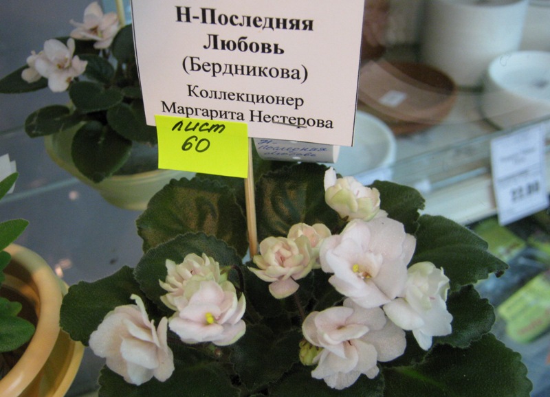 IMG_6941.JPG