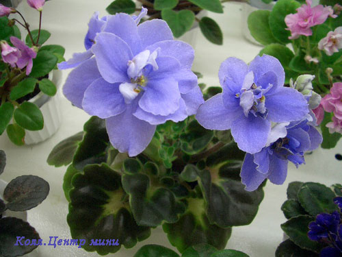 Kingwood Blue.jpg