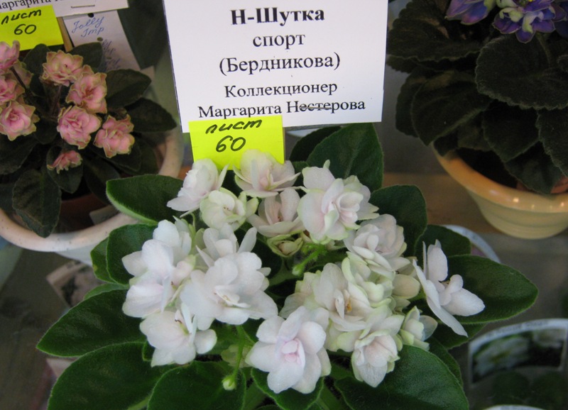 Нестерова....JPG
