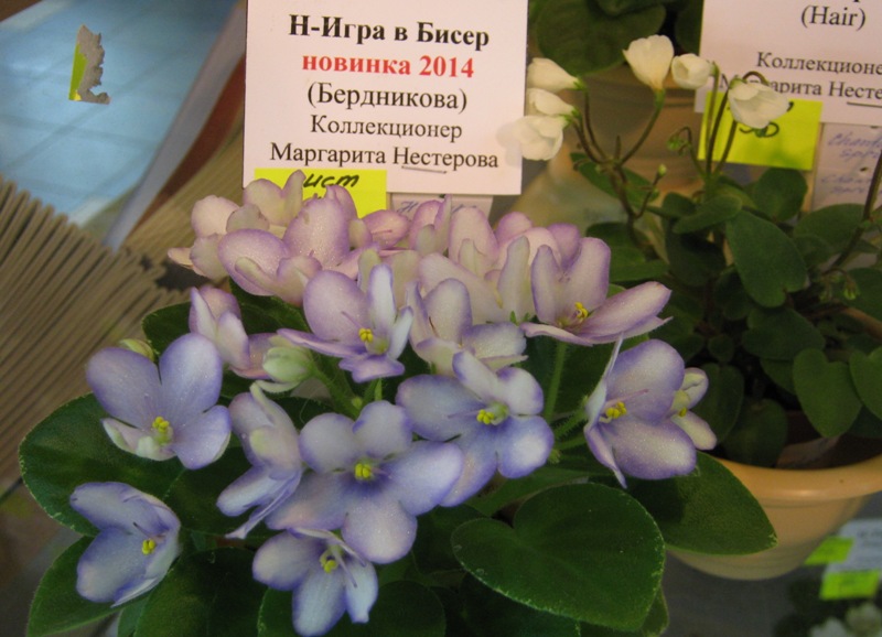 Нестерова...JPG