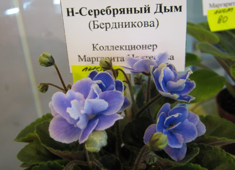 Нестерова..JPG