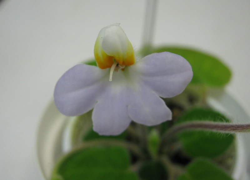 Милехин petrocosmea formosa.JPG