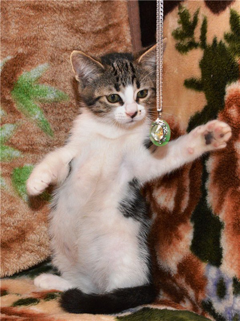 котята 2014 осень.jpg 1.jpg