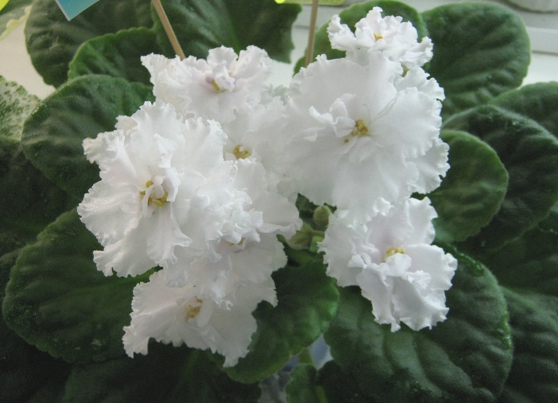 Данилина. ЛЕ-Лунная Соната.JPG
