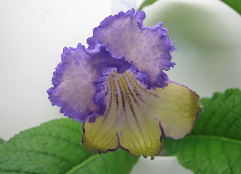 Хромова DS-1112.JPG