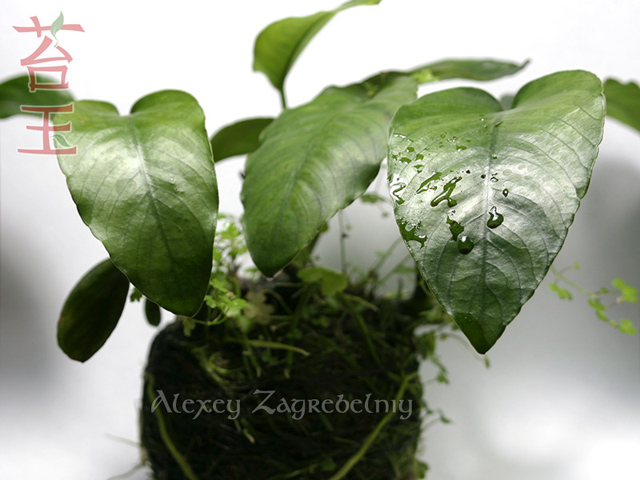 kokedama_01__2014_10_01.jpg