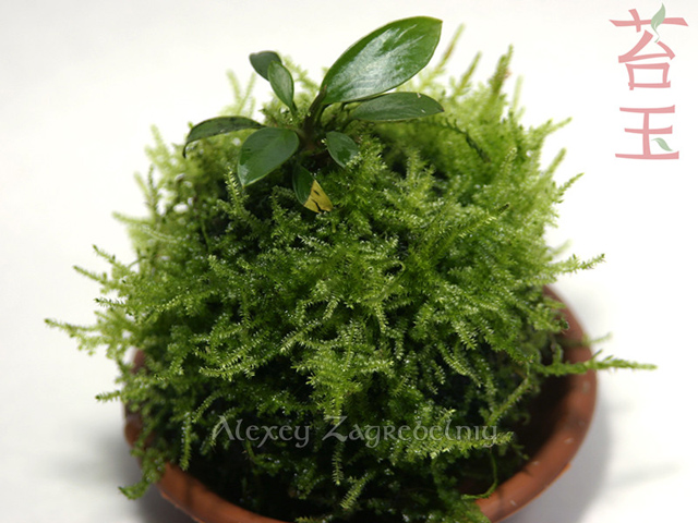 kokedama_22__2014_10_01_002.jpg