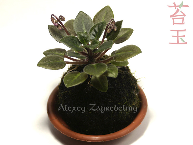 kokedama_25__2014_10_01_1_002.jpg