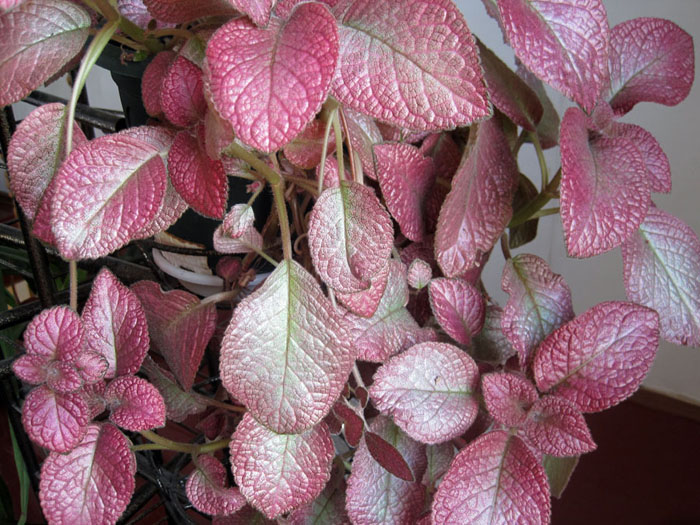 Strowberry Mist