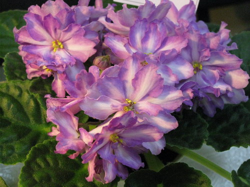 Mountain Blush sport