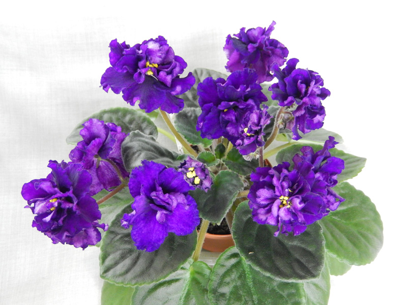L. Plum Pudding