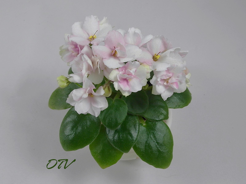 Allegro Winsome Pink