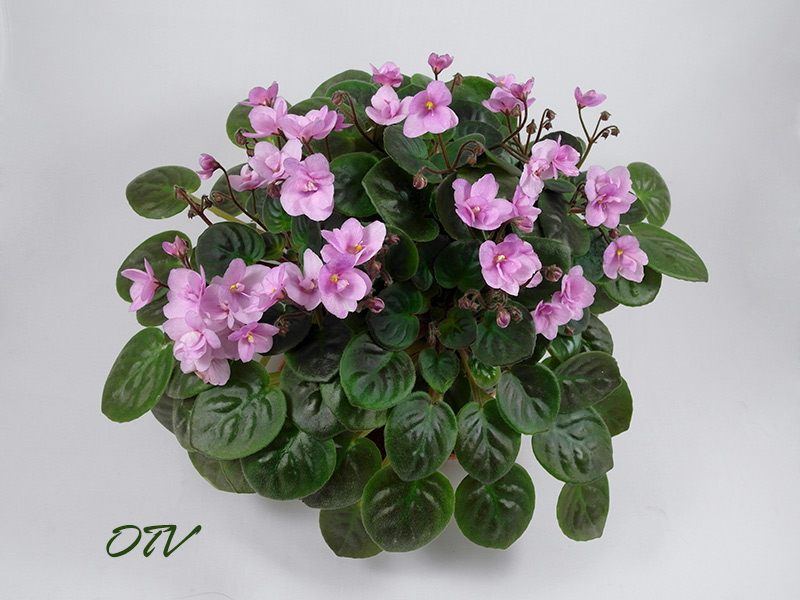 Aly`s Rose Baby