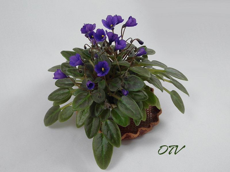 Vallarta Campanas Moradas